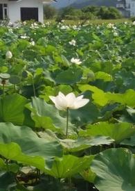 花神锦绣母亲是谁